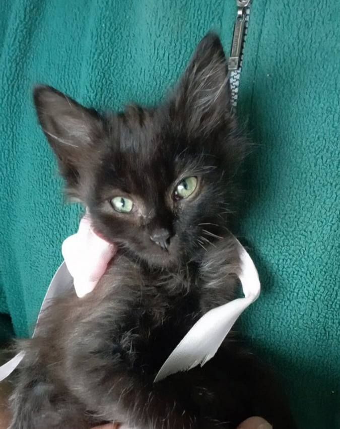 Зробіть добру справу - прихистіть чотирилапого улюбленця 6