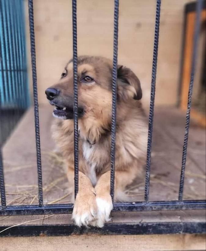 Маленькі улюбленці шукають прихисток 9