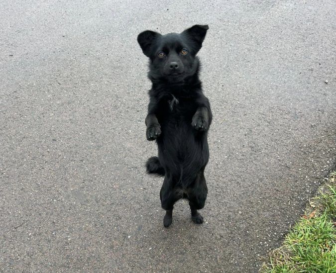 Маленькі улюбленці шукають прихисток 16