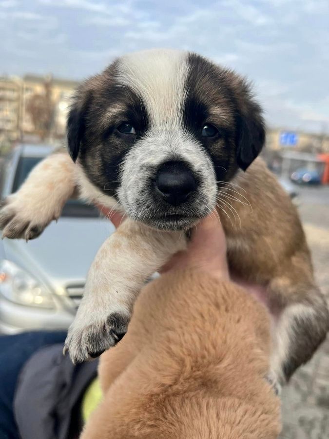 Маленькі улюбленці шукають прихисток 7