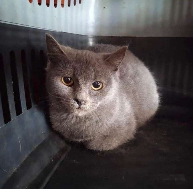 Зробіть добру справу - прихистіть чотирилапого улюбленця 11