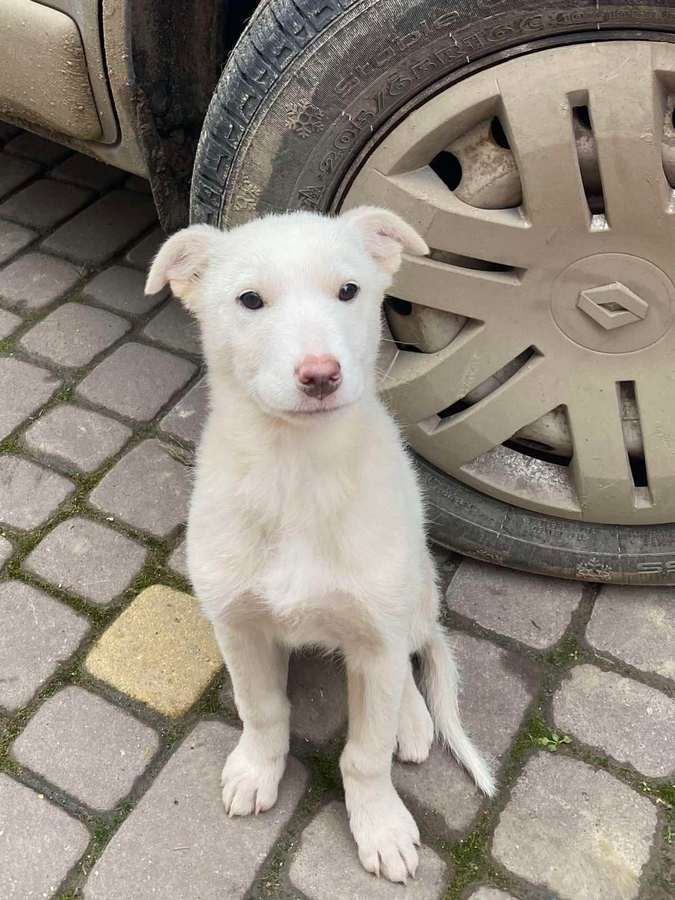 Зробіть добру справу - прихистіть чотирилапого улюбленця 1