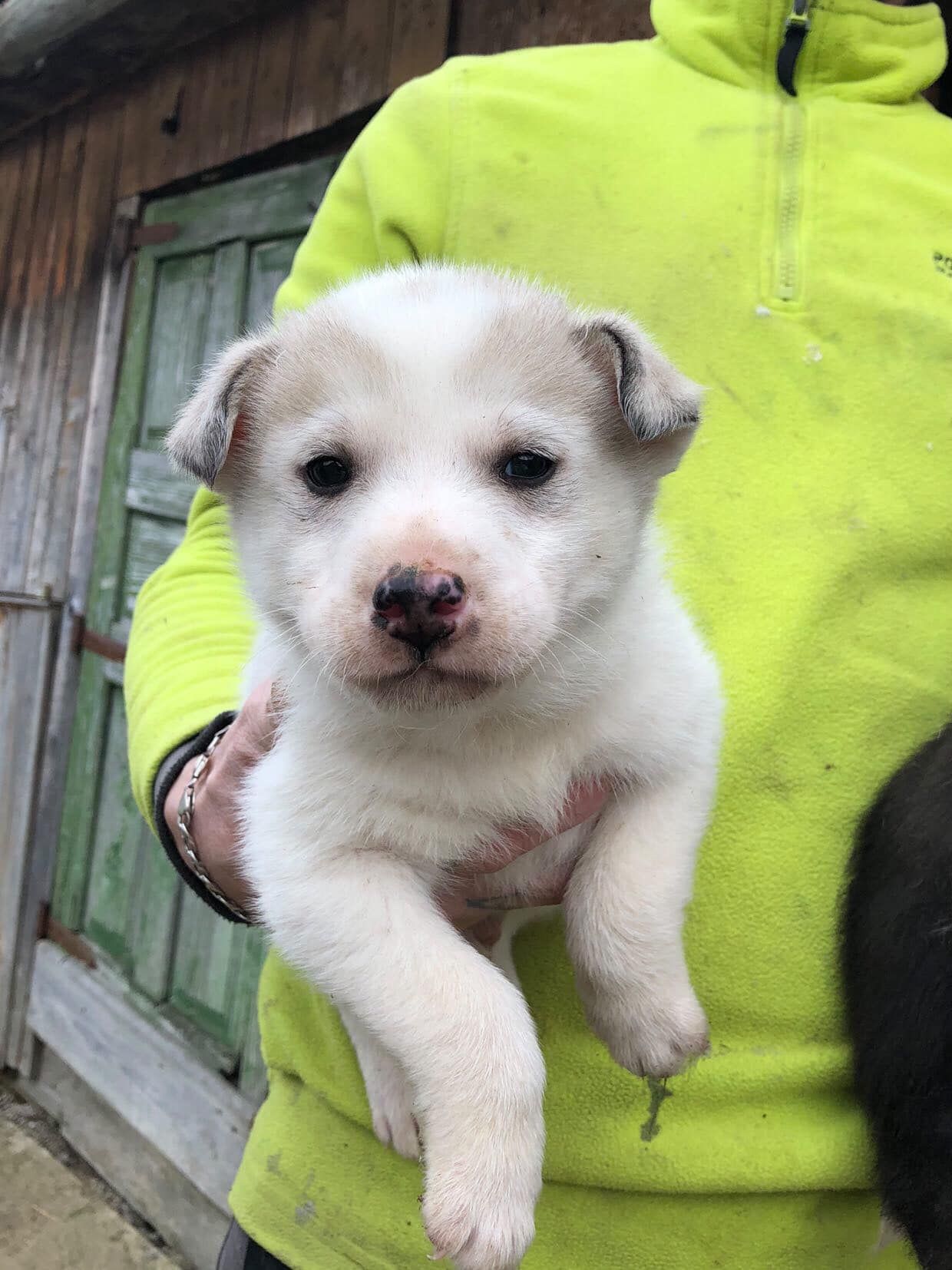 Маленькі улюбленці шукають прихисток 11