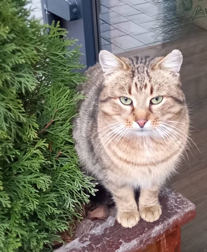 Зробіть добру справу - прихистіть чотирилапого улюбленця 3