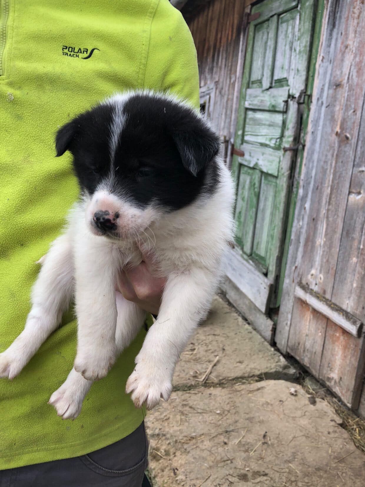 Маленькі улюбленці шукають прихисток 14