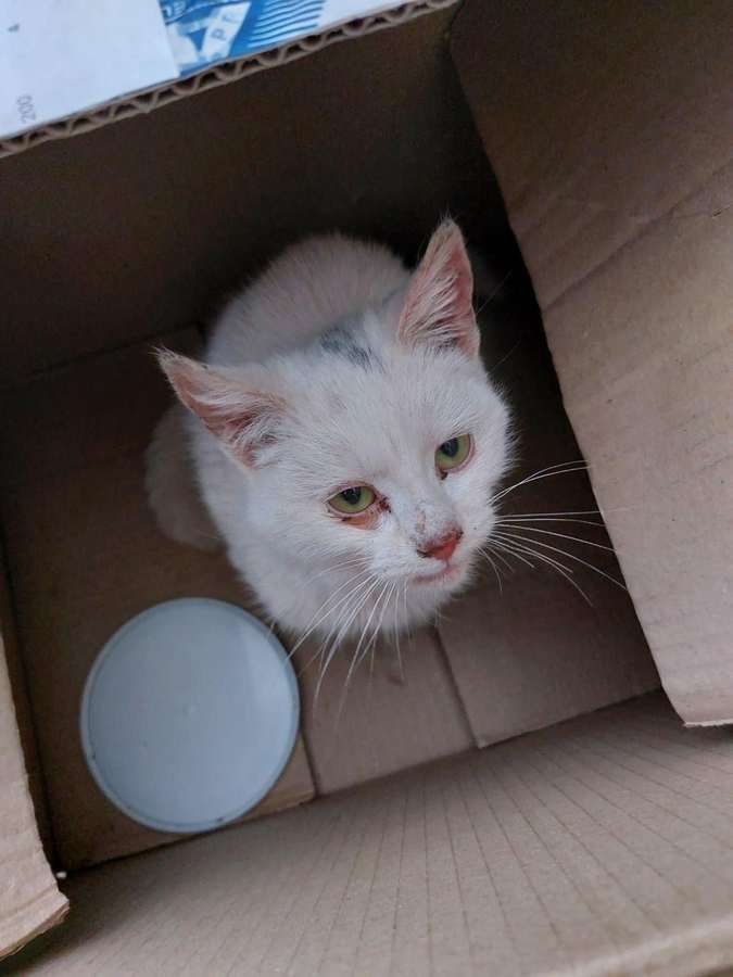 Зробіть добру справу - прихистіть чотирилапого улюбленця 15