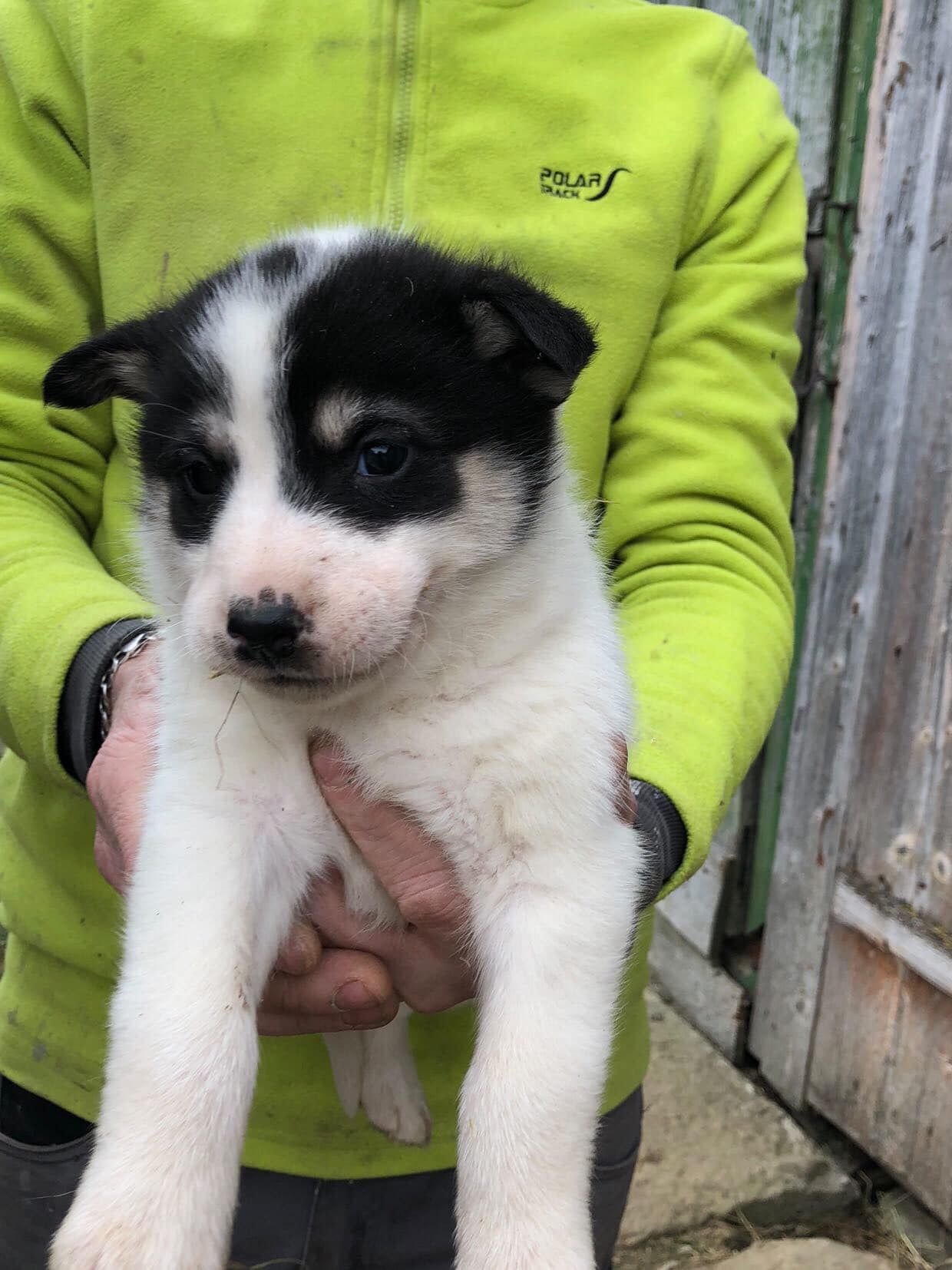 Маленькі улюбленці шукають прихисток 10