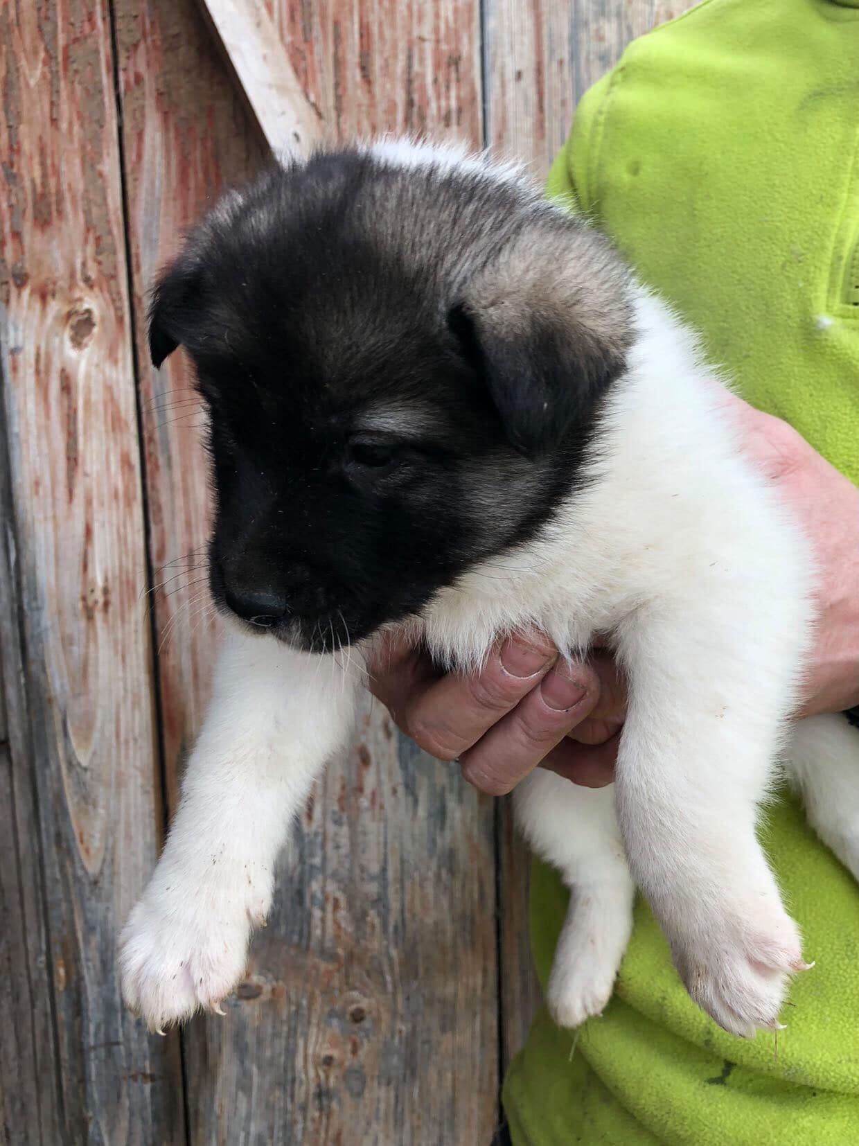 Маленькі улюбленці шукають прихисток 15