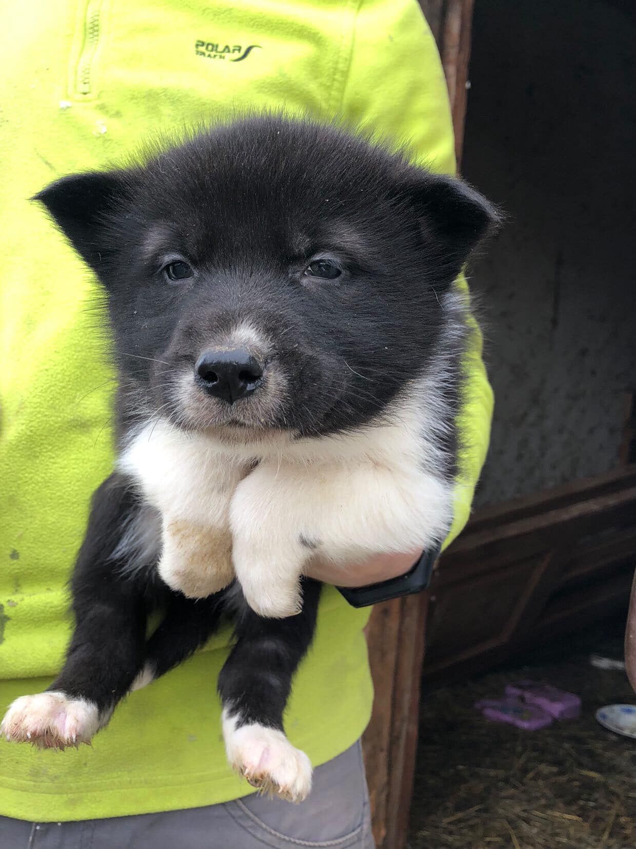 Маленькі улюбленці шукають прихисток 12