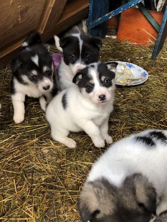 Зробіть добру справу - прихистіть чотирилапого улюбленця 2