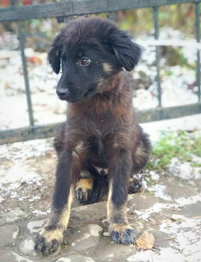 Зробіть добру справу - прихистіть чотирилапого улюбленця 13