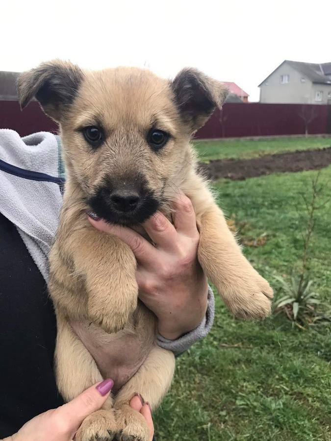 Зробіть добру справу - прихистіть чотирилапого улюбленця 9