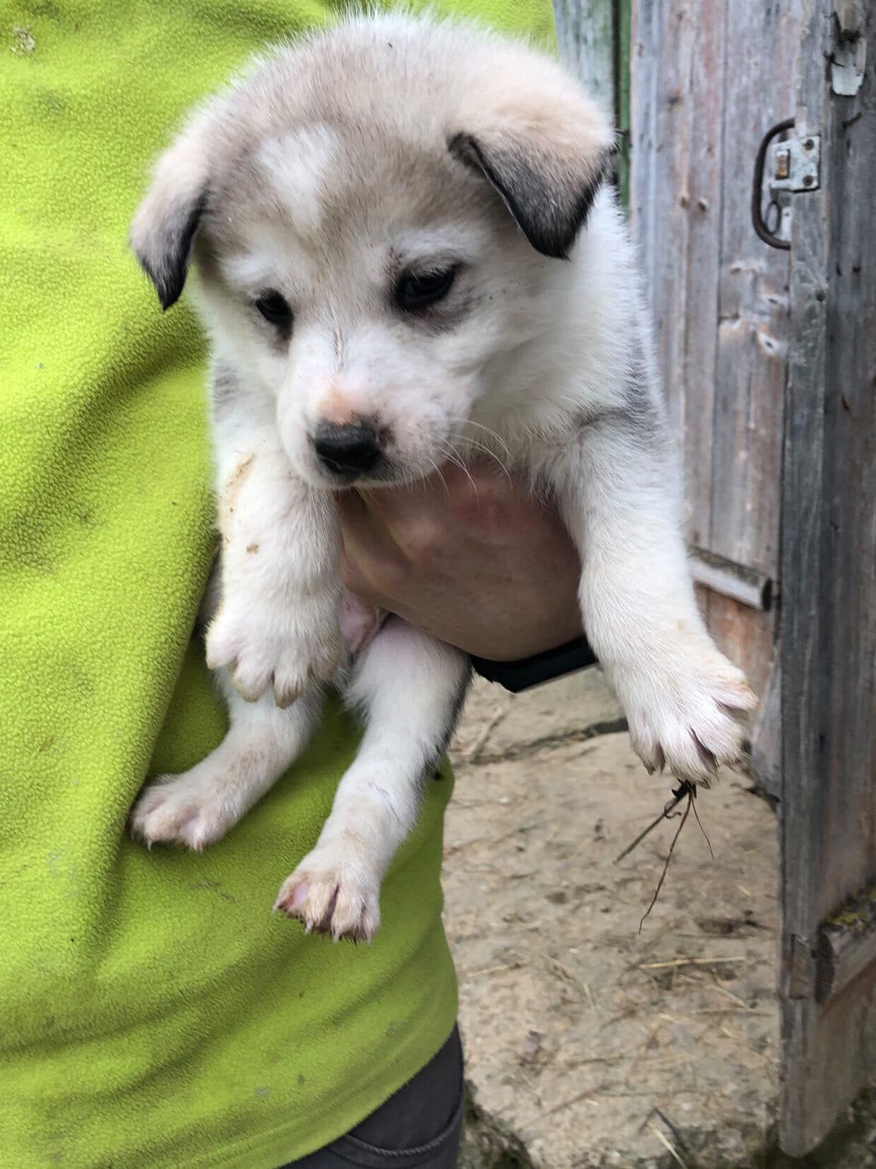 Маленькі улюбленці шукають прихисток 13