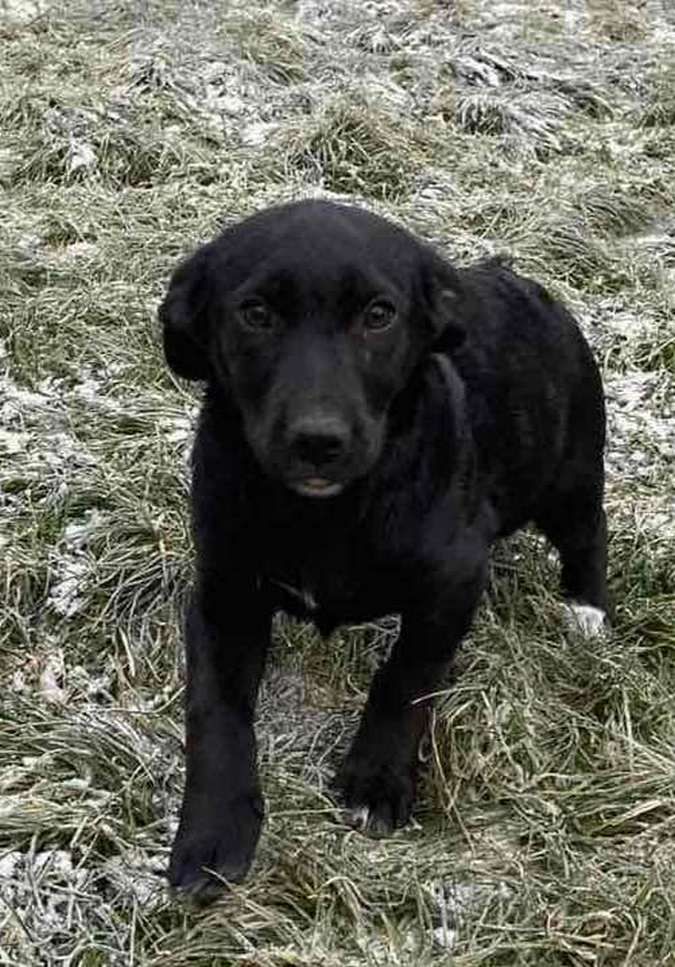 Зробіть добру справу - прихистіть чотирилапого улюбленця 14