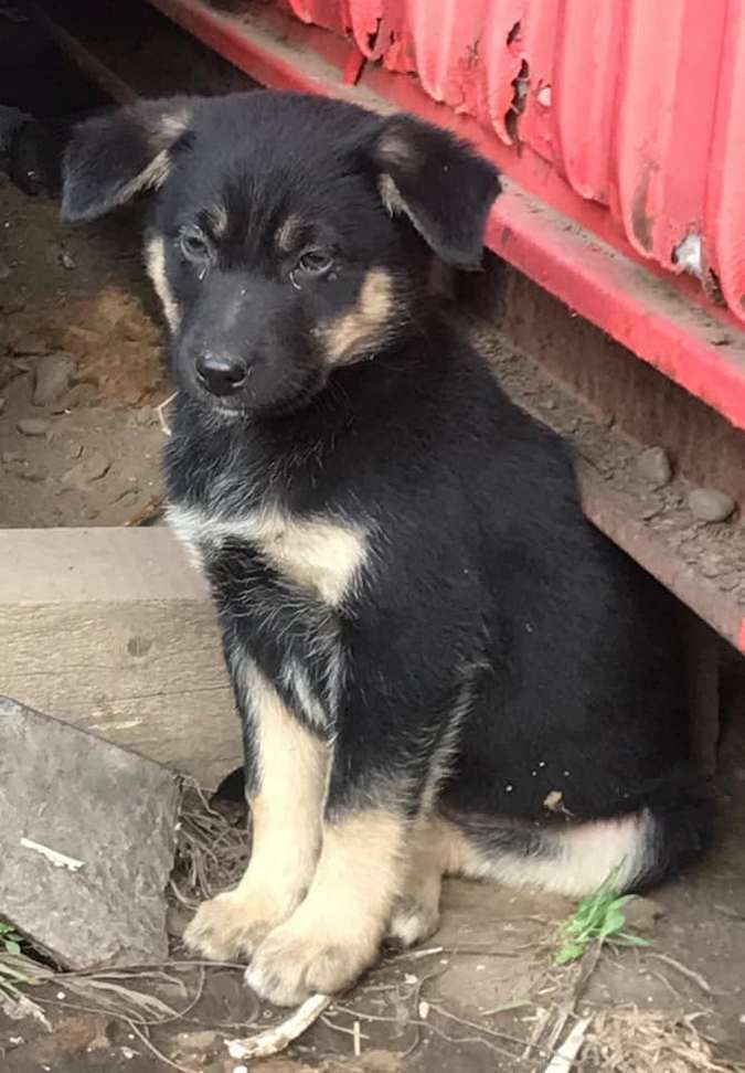 Зробіть добру справу - прихистіть чотирилапого улюбленця 12