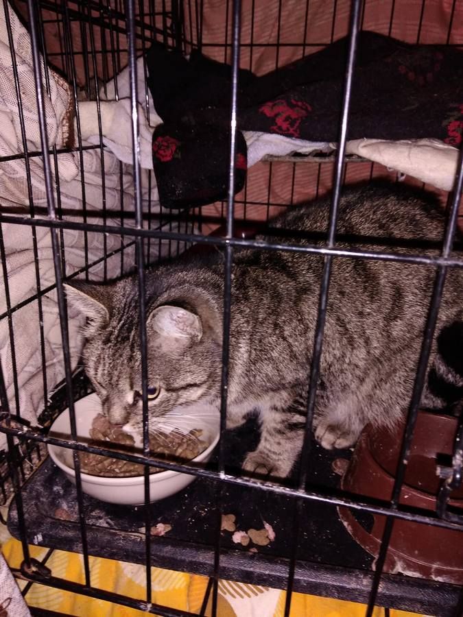 Маленькі улюбленці шукають прихисток 18