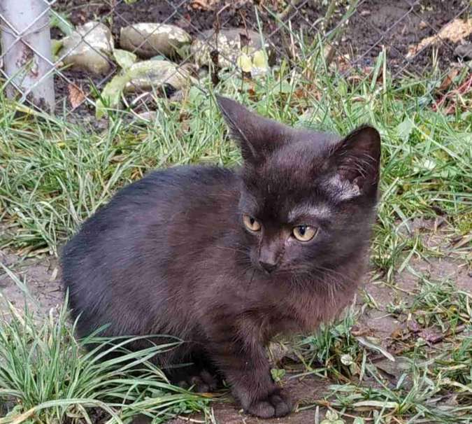 Зробіть добру справу - прихистіть чотирилапого улюбленця 4