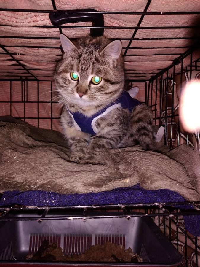 Маленькі улюбленці шукають прихисток 17