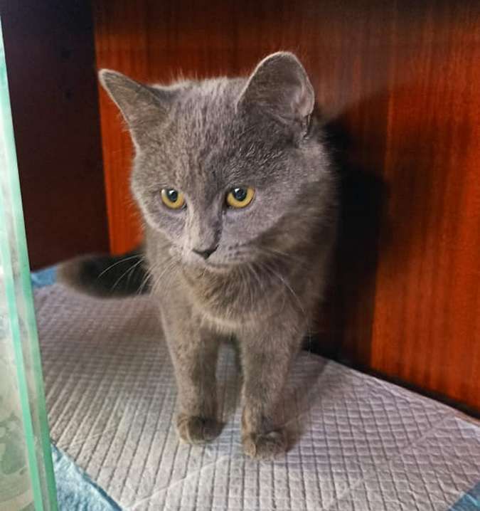 Зробіть добру справу - прихистіть чотирилапого улюбленця 8