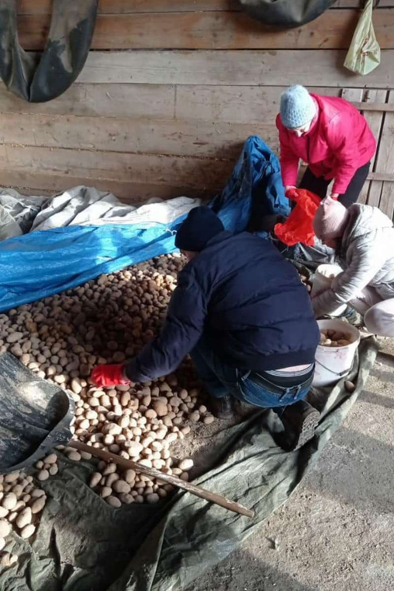 Переселенці Коломиї отримали 2 тонни урожаю картоплі 2