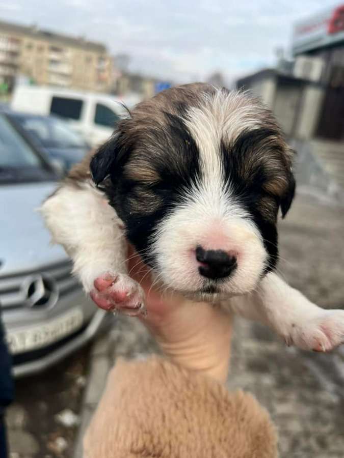 Маленькі улюбленці шукають прихисток 6