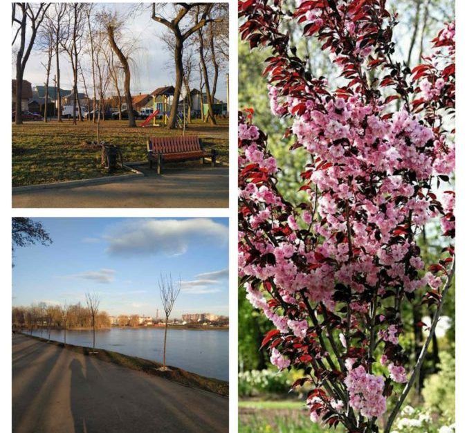 На міському озері в Коломиї висадили ще кілька саджанців 2