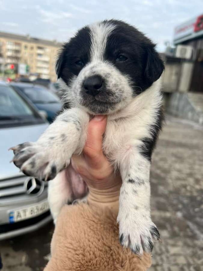 Маленькі улюбленці шукають прихисток 5