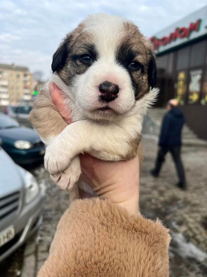 Маленькі улюбленці шукають прихисток 8