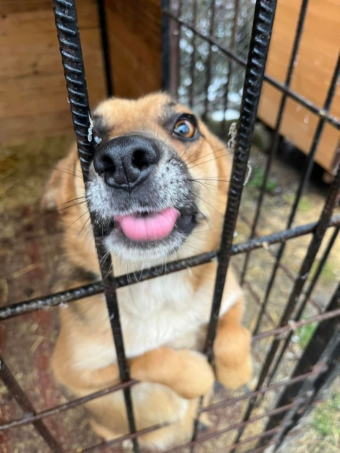 Маленькі улюбленці шукають прихисток 1