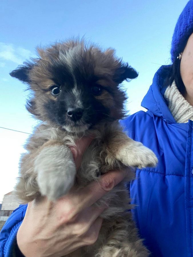 Маленькі улюбленці шукають прихисток 2