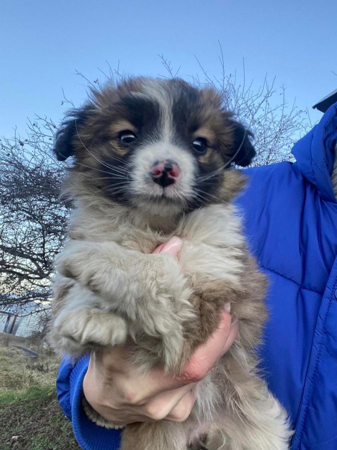 Маленькі улюбленці шукають прихисток 3