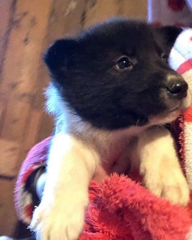 Маленькі улюбленці шукають прихисток 4