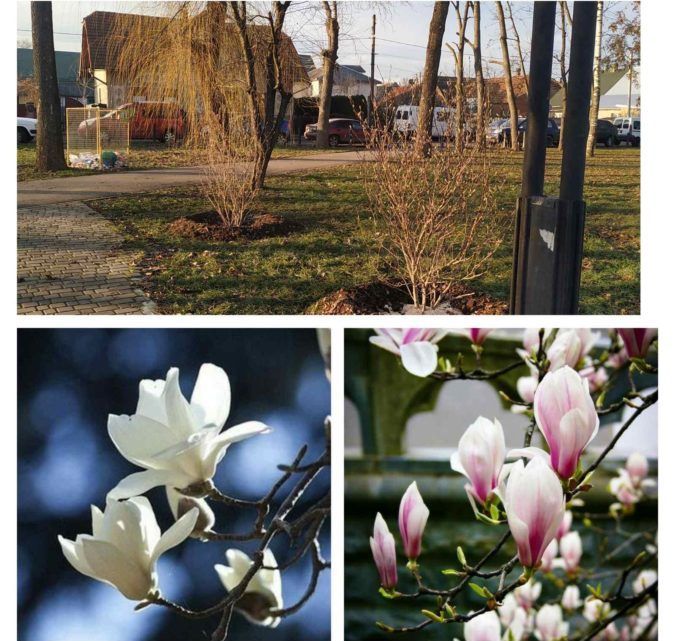 На міському озері в Коломиї висадили ще кілька саджанців 1