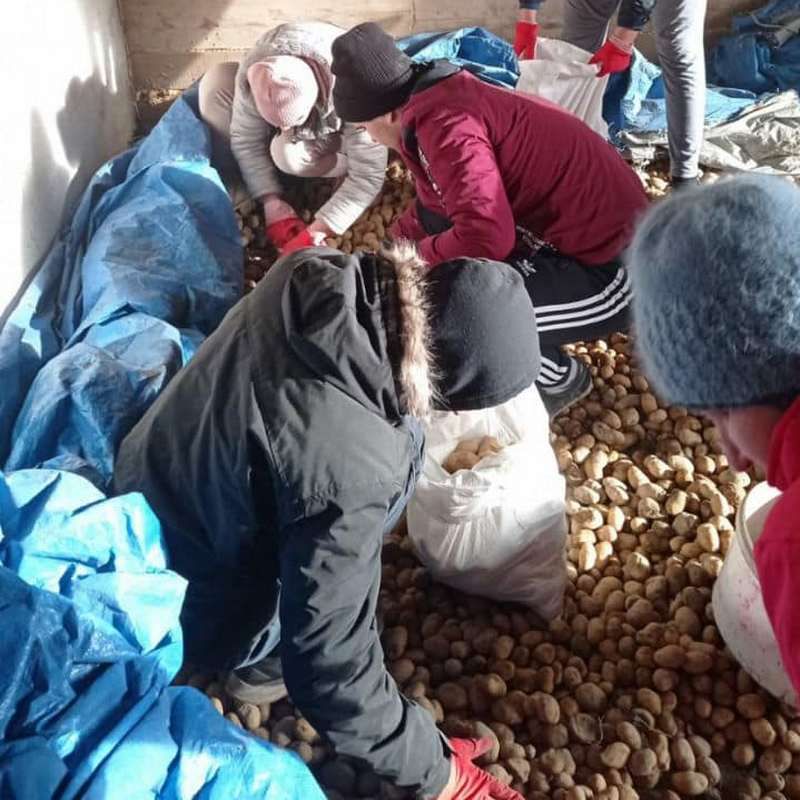 Переселенці Коломиї отримали 2 тонни урожаю картоплі 1