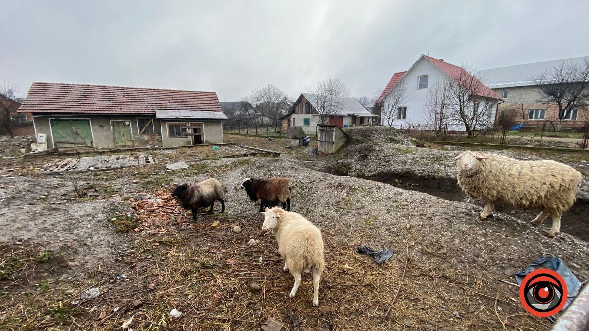 Холодні та голодні | У Коломиї на приватній ділянці вівці не живуть, а виживають 2