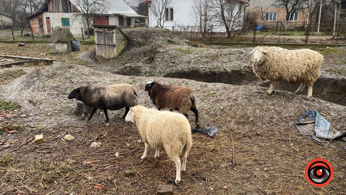 Холодні та голодні | У Коломиї на приватній ділянці вівці не живуть, а виживають 3