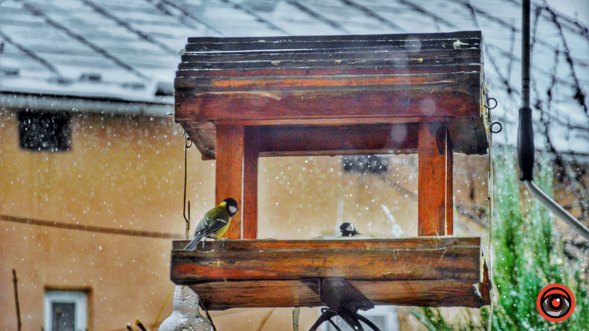 Як власноруч зробити годівничку