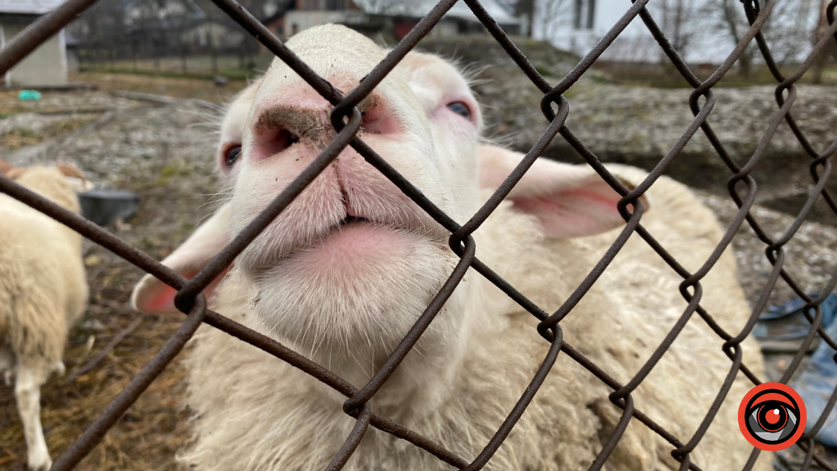 Холодні та голодні | У Коломиї на приватній ділянці вівці не живуть, а виживають 4