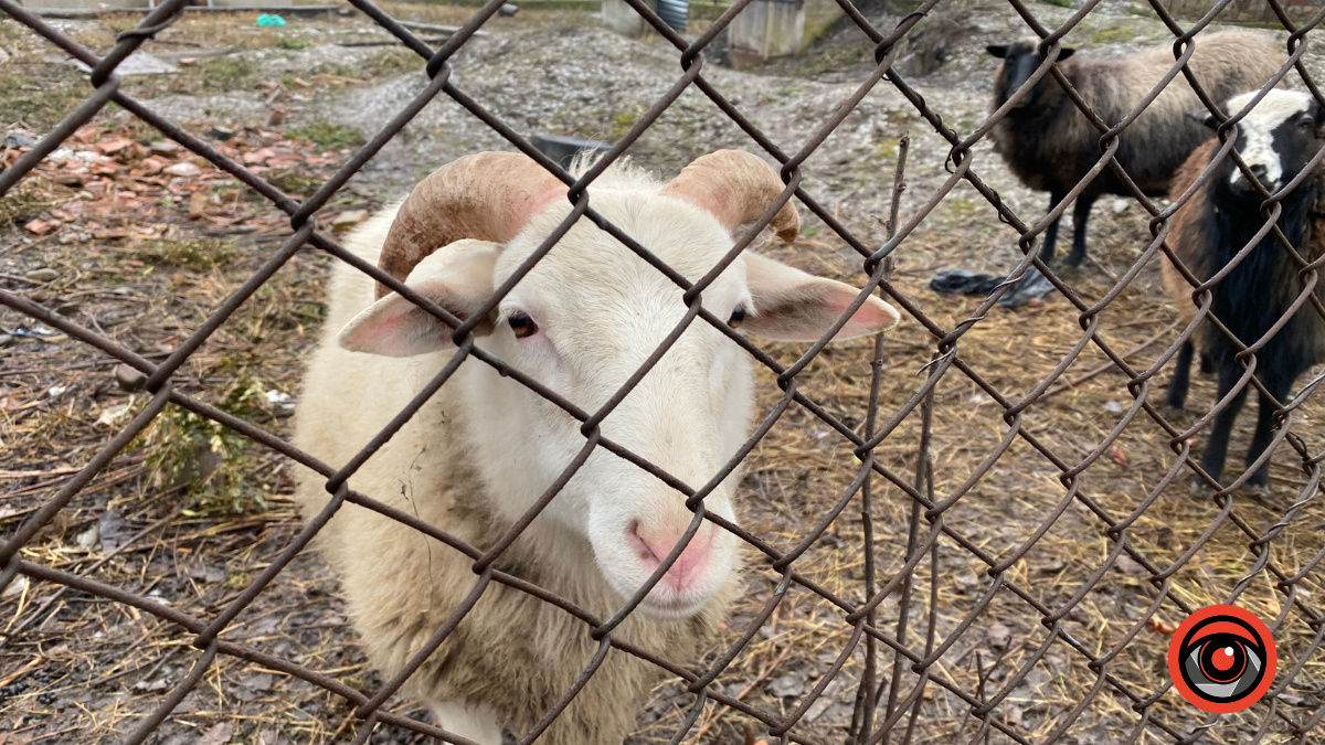 Холодні та голодні | У Коломиї на приватній ділянці вівці не живуть, а виживають 7