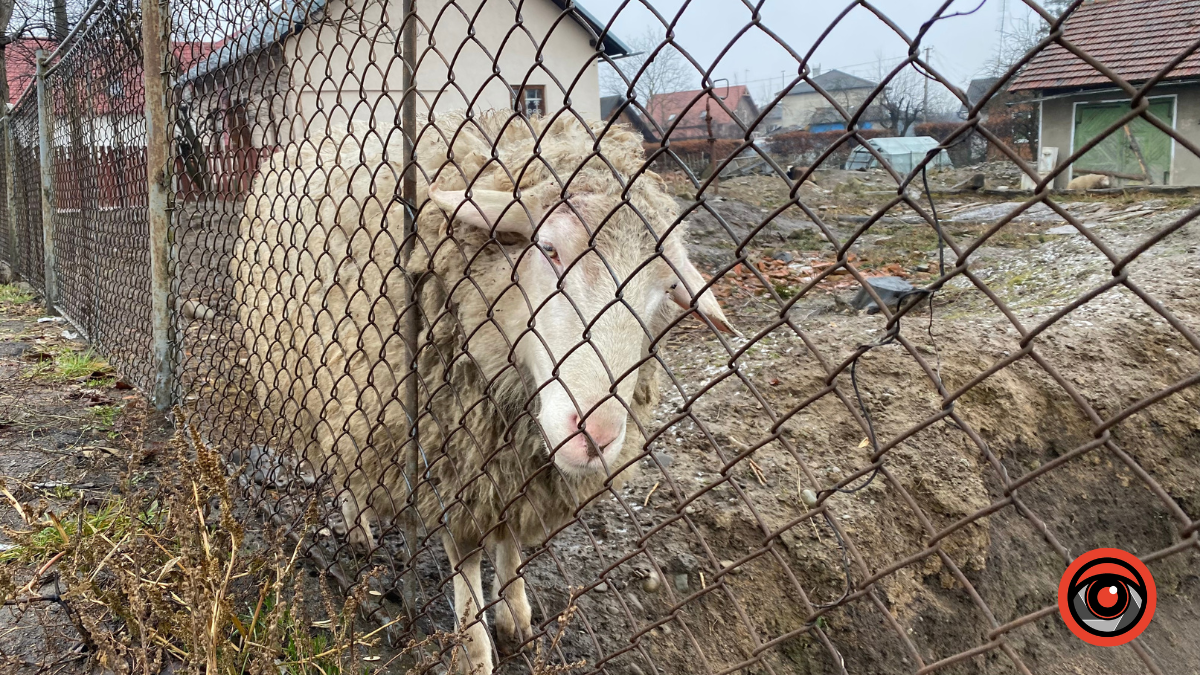 Холодні та голодні | У Коломиї на приватній ділянці вівці не живуть, а виживають 6
