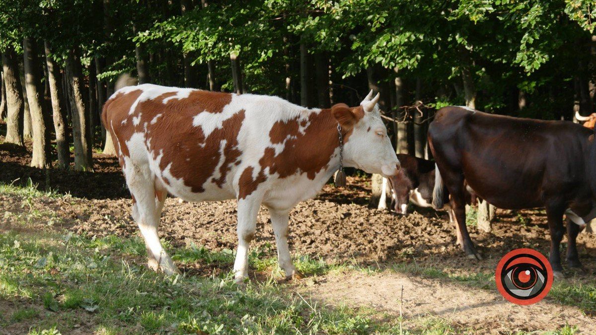 У Косівській громаді виявили сказ у корови