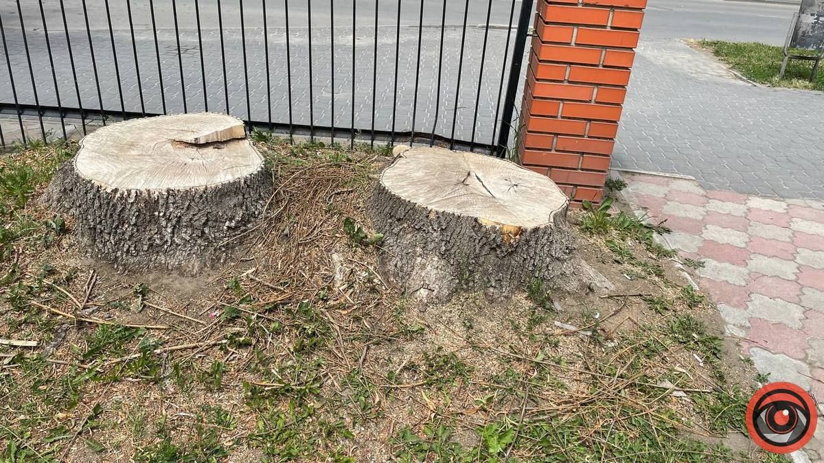 Скільки зрізали й посадили дерев у Коломиї за 2022 рік? 6