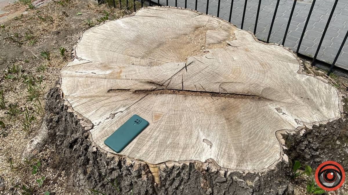 Скільки зрізали й посадили дерев у Коломиї за 2022 рік? 7