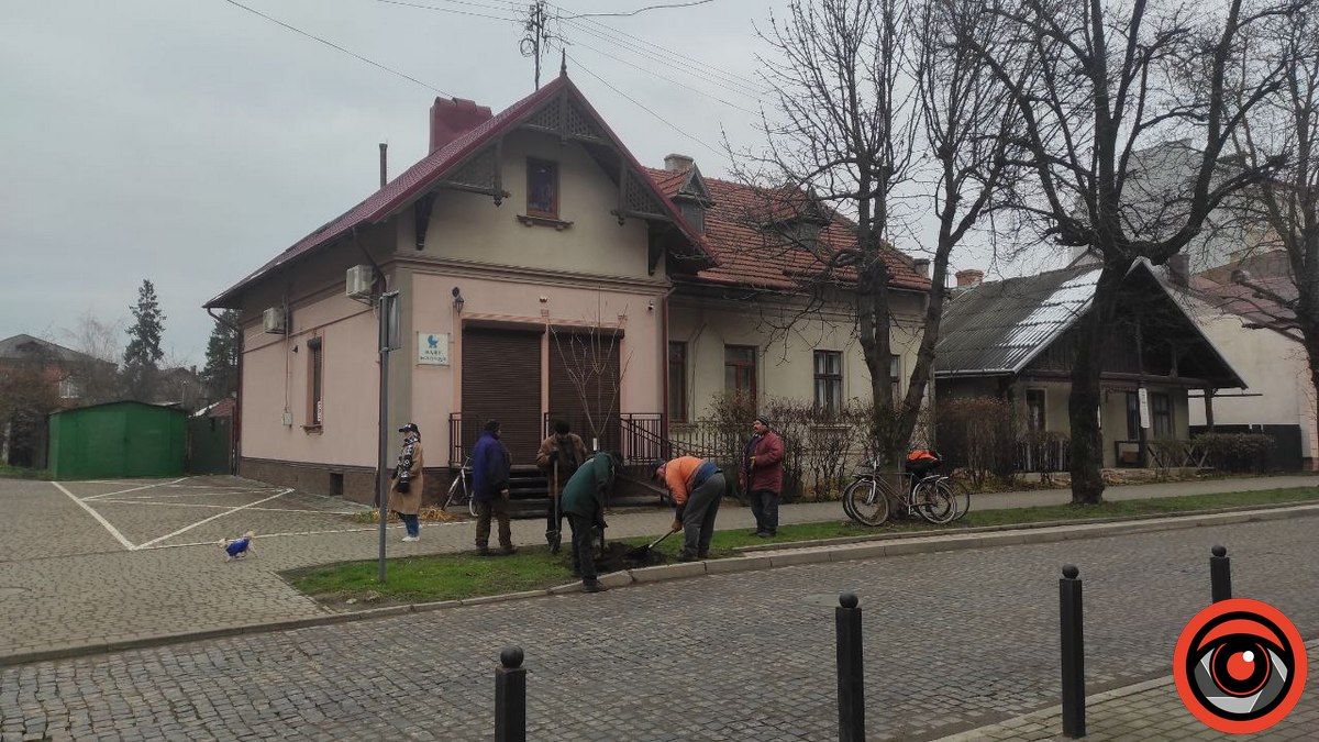 Ще кілька дерев висадили на бульварі в Коломиї 2