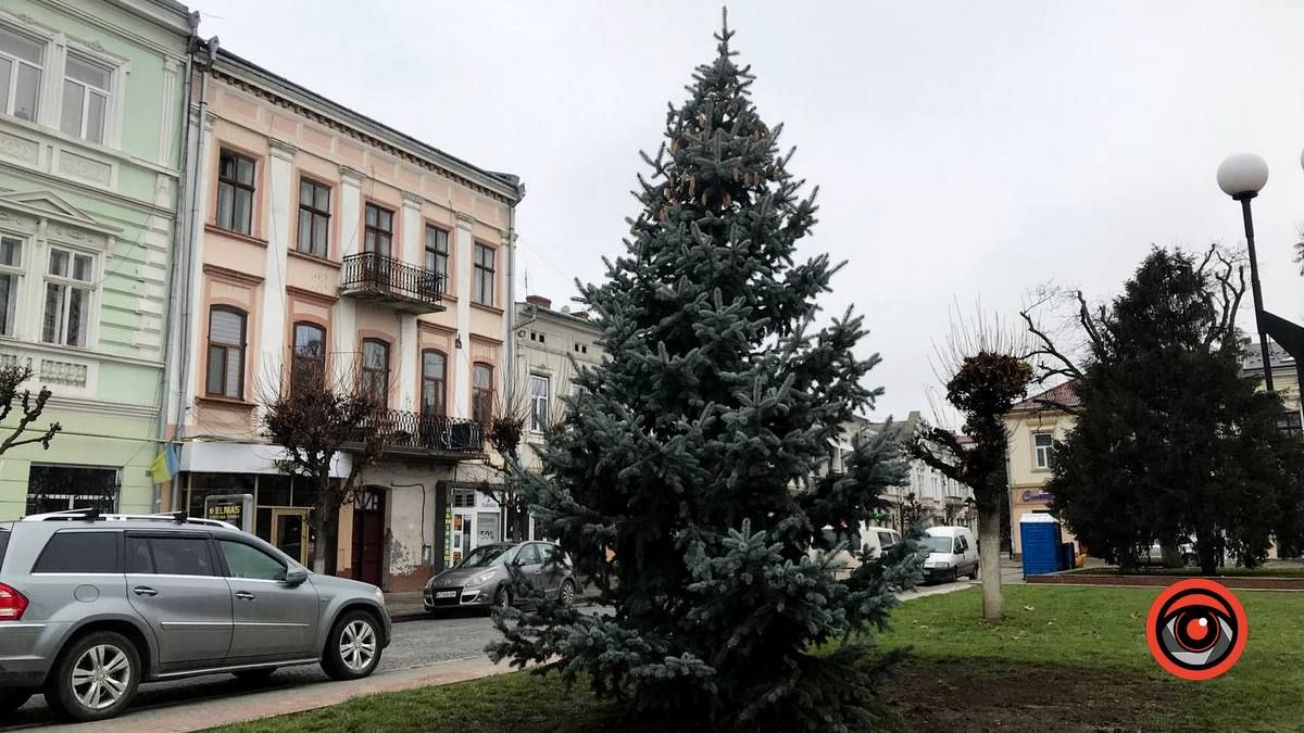 Рік тому зрубали, а тепер посадили: на площі Відродження з'явились дві ялинки 4