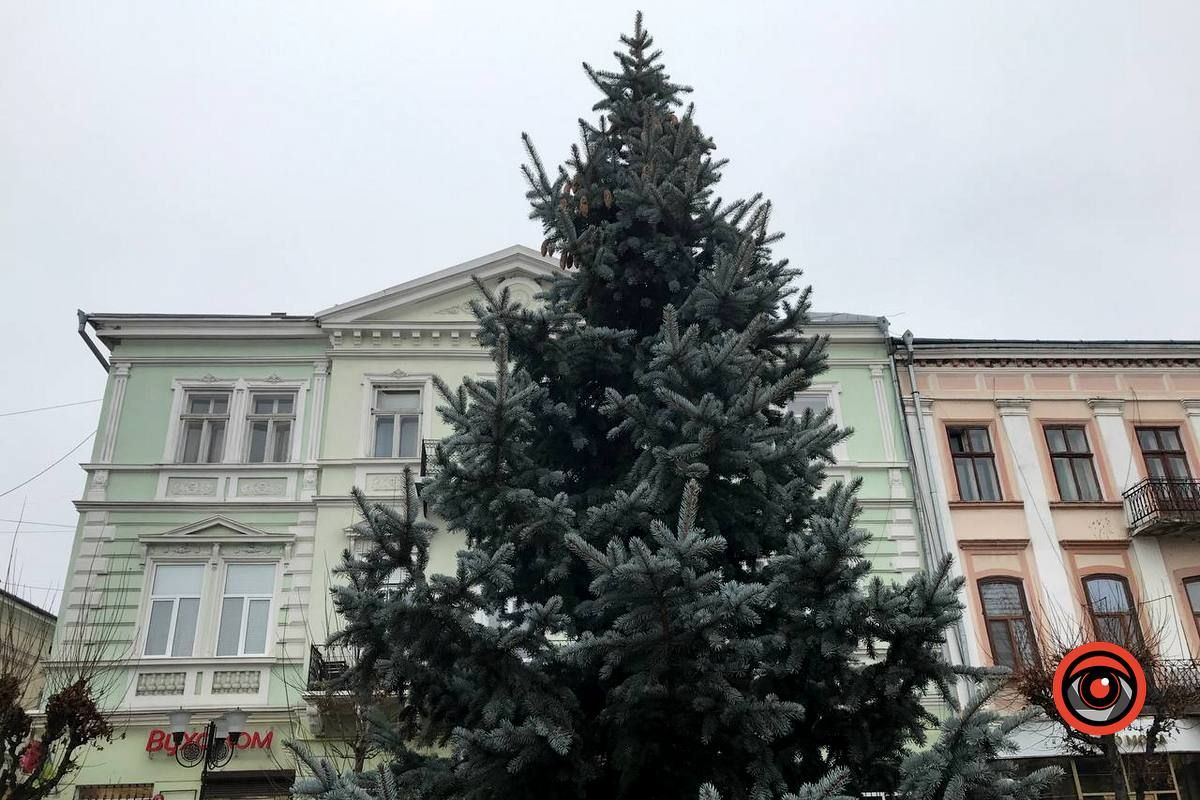 Рік тому зрубали, а тепер посадили: на площі Відродження з'явились дві ялинки 3