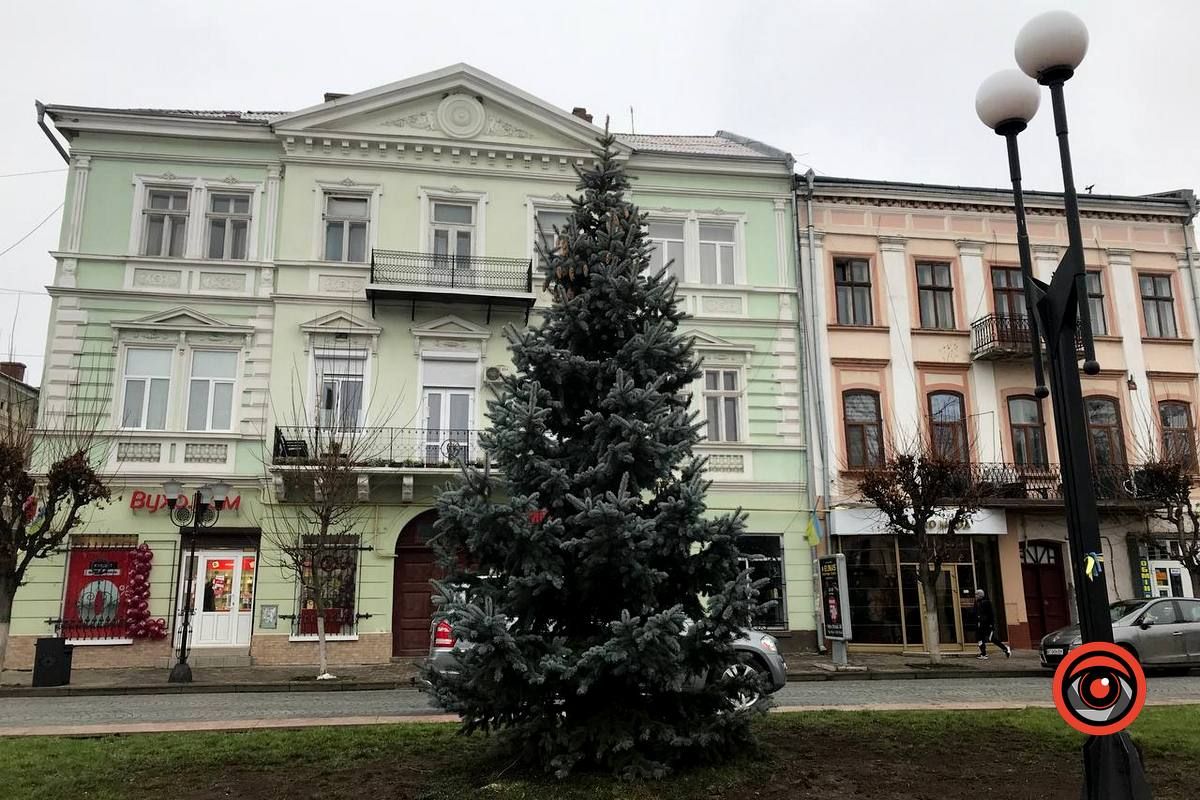 Рік тому зрубали, а тепер посадили: на площі Відродження з'явились дві ялинки 2