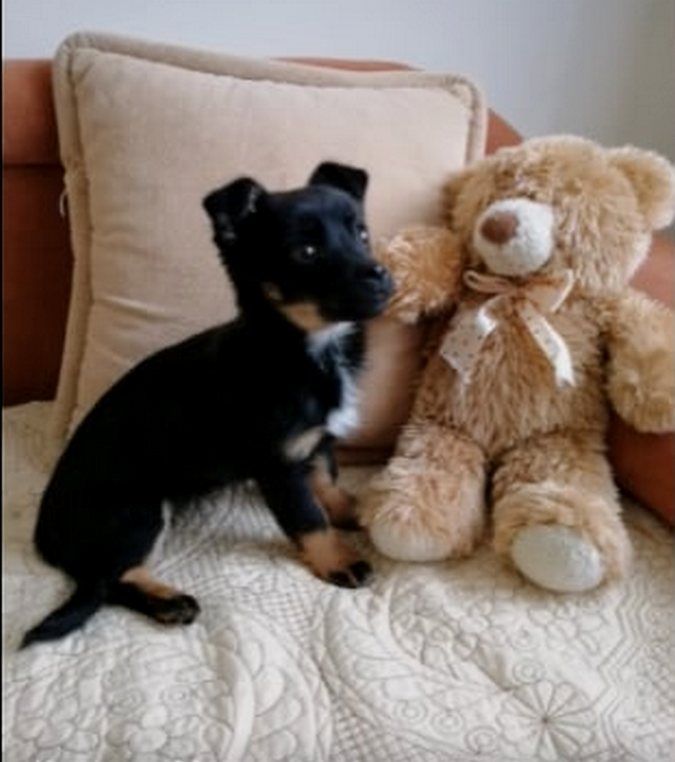 Десяток пухнастиків шукають домівку 6