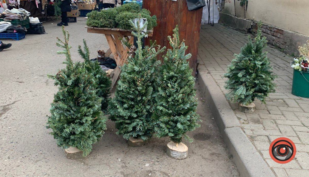 За скільки продають ялинки у Коломиї? 5