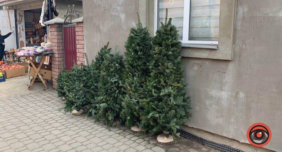 За скільки продають ялинки у Коломиї? 6